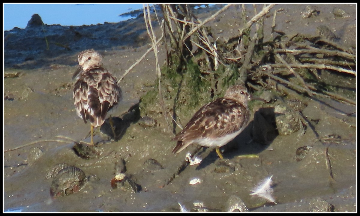 Least Sandpiper - ML622016884