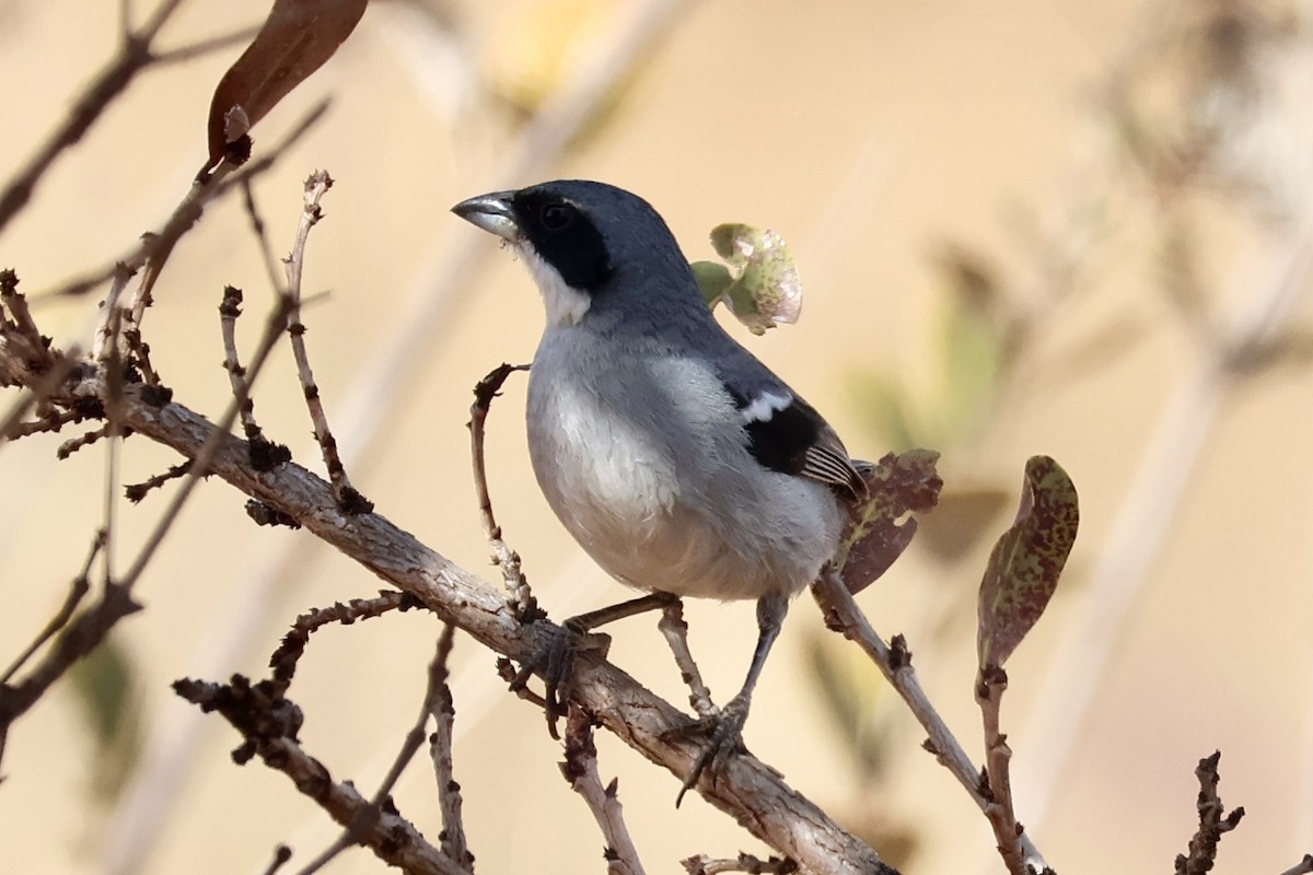 White-banded Tanager - ML622016886