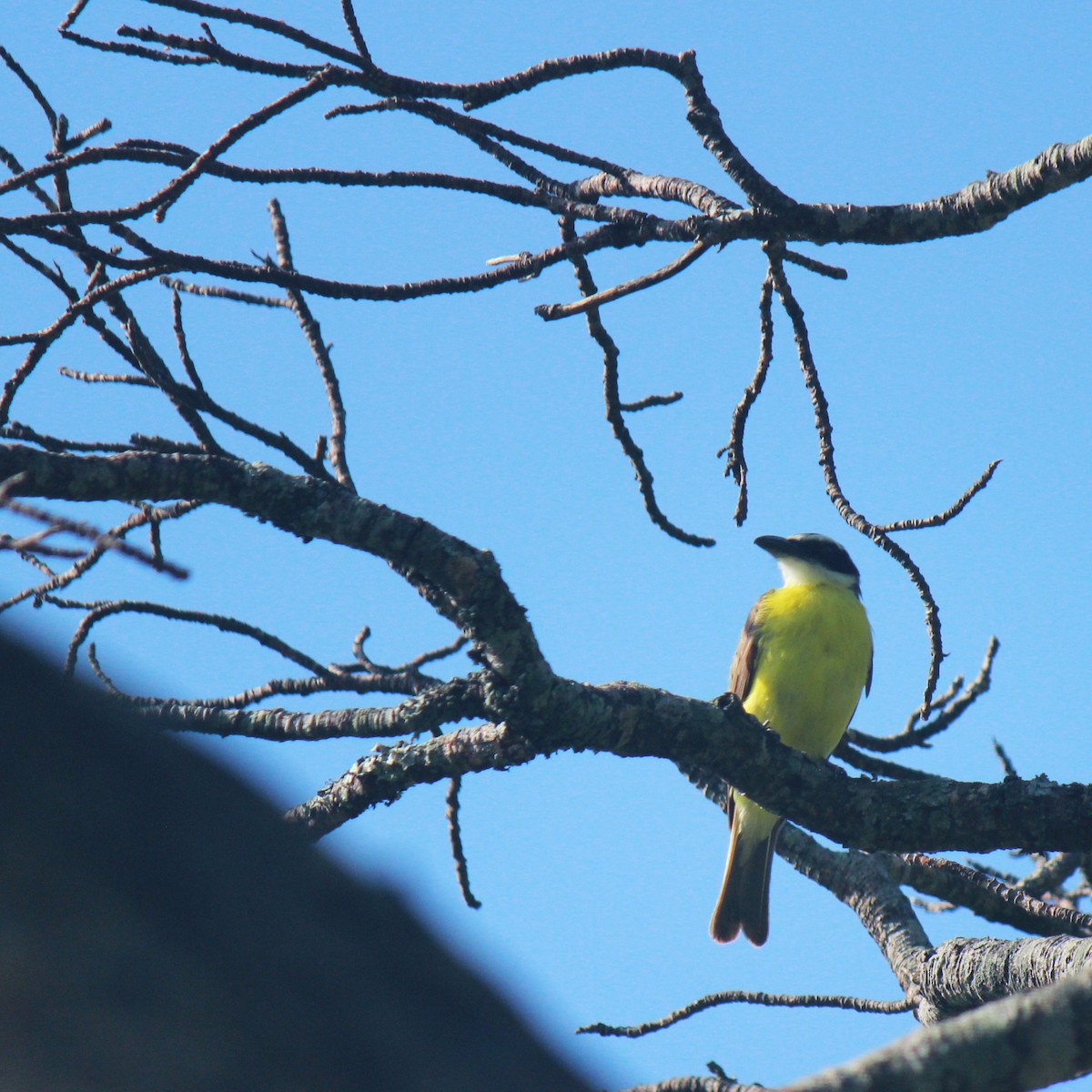 Boat-billed Flycatcher - ML622016887