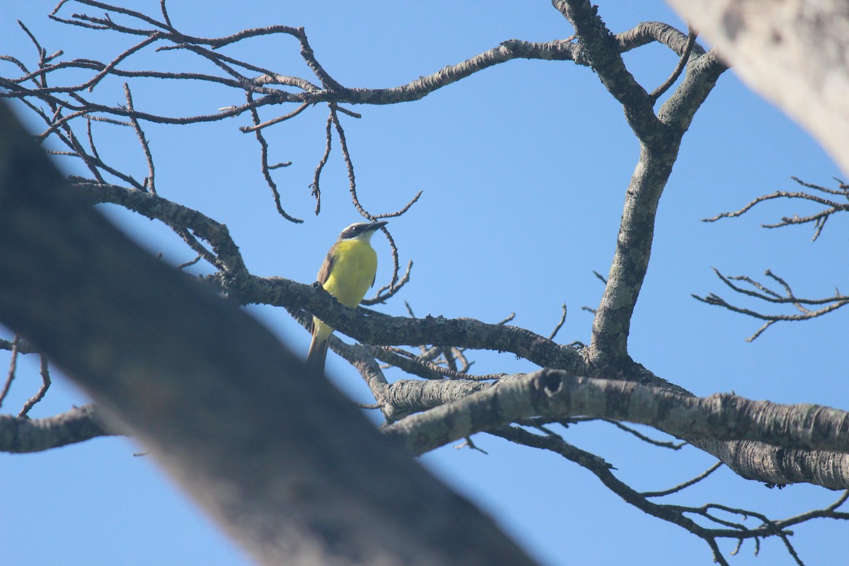 Boat-billed Flycatcher - ML622016888