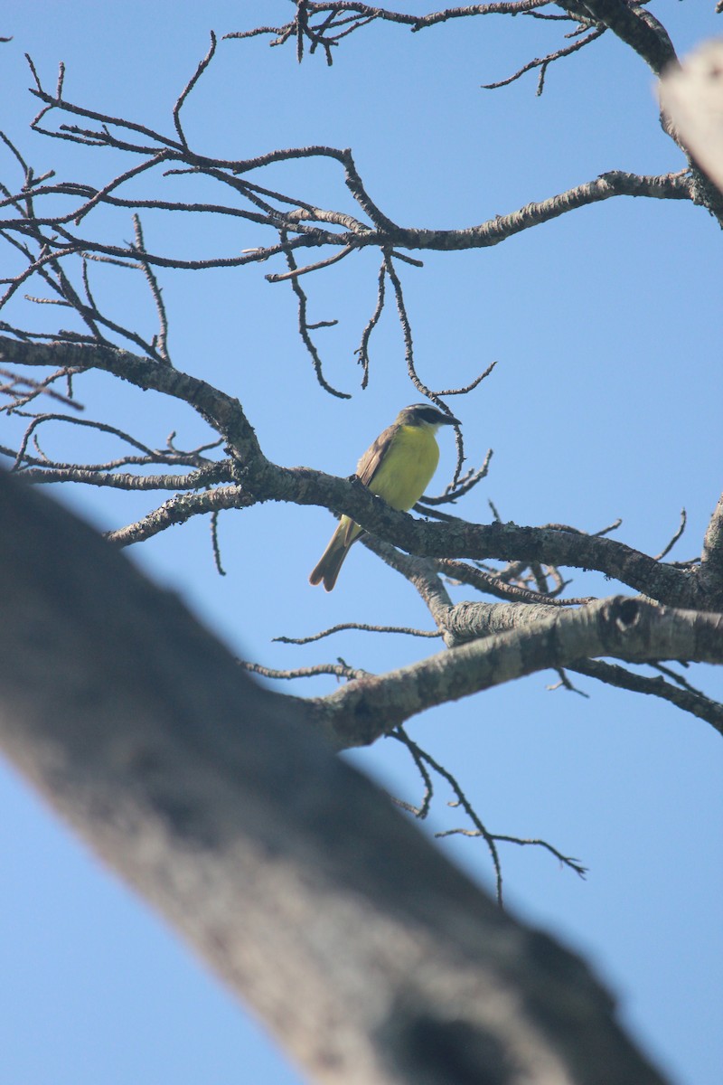 Boat-billed Flycatcher - ML622016889