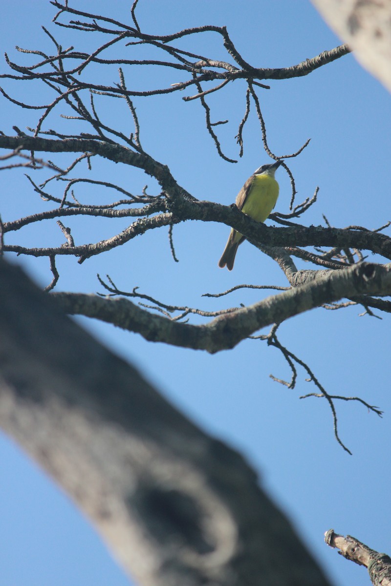 Boat-billed Flycatcher - ML622016890