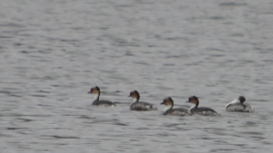 Silvery Grebe - Viviana Fuentes