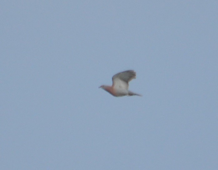 Pale-vented Pigeon - Viviana Fuentes