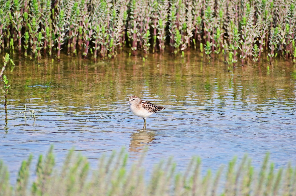 Least Sandpiper - James Barber