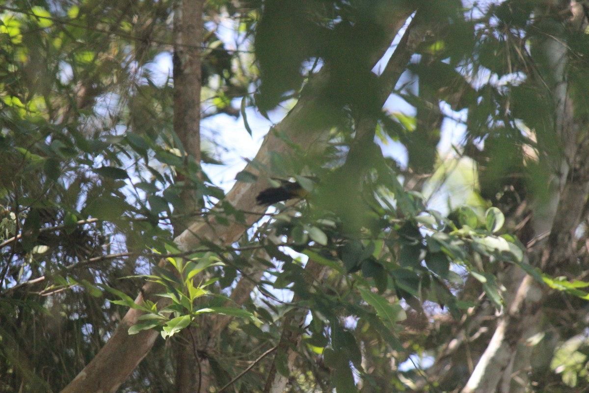 Oriole unifascié - ML622016986