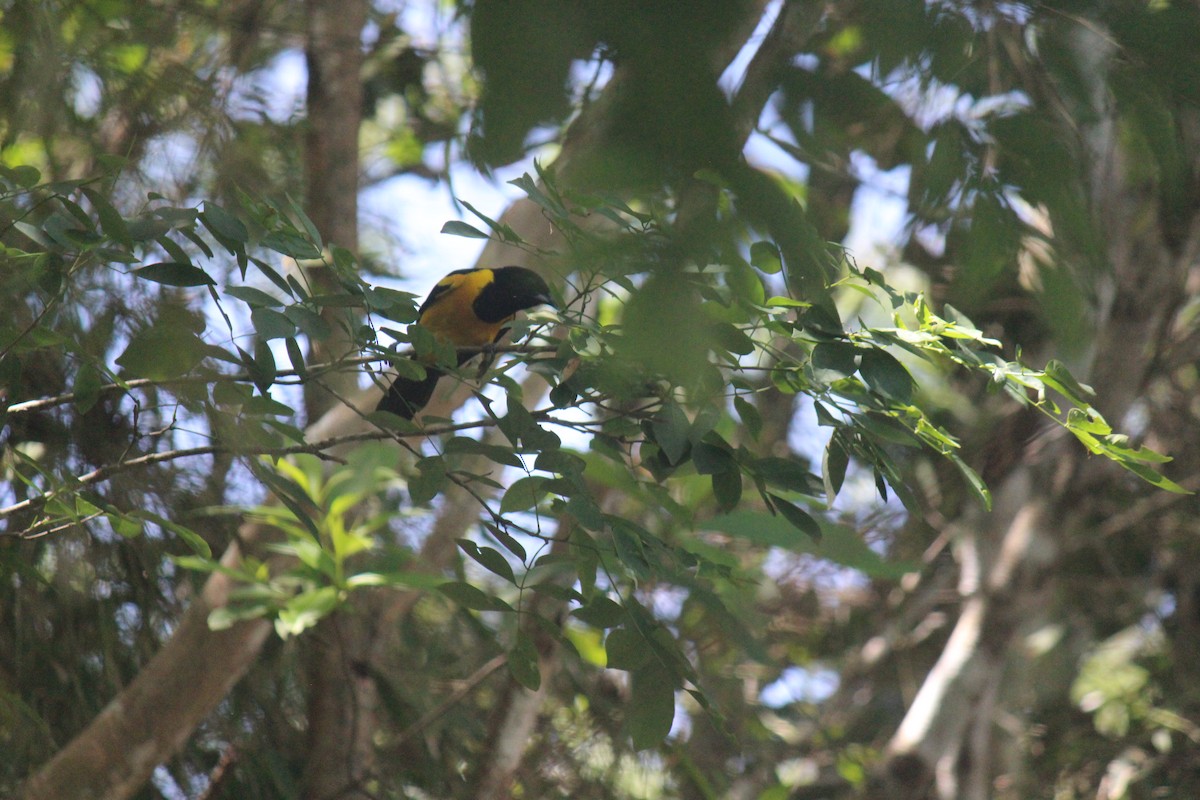 Bar-winged Oriole - ML622016987