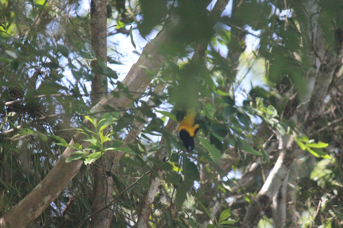 Bar-winged Oriole - ML622016988