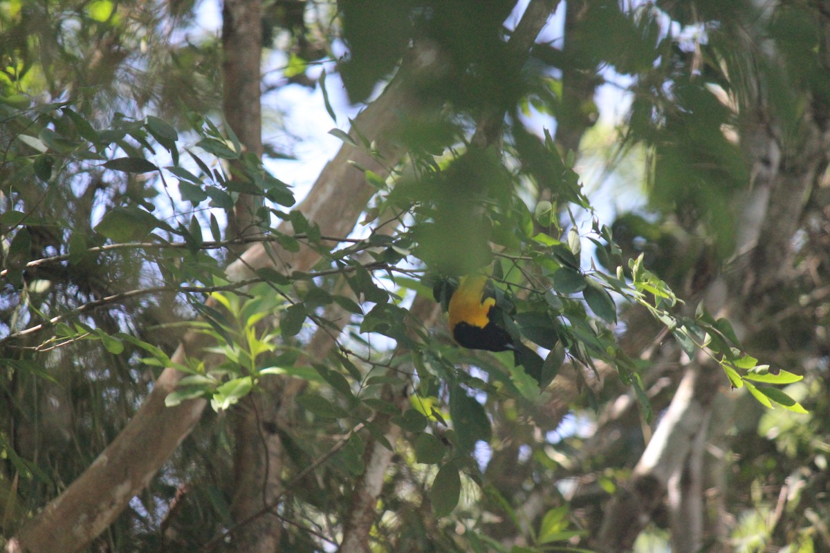 Bar-winged Oriole - ML622016990