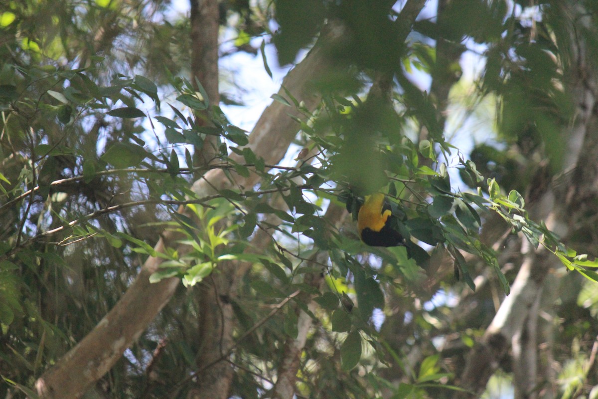 Oriole unifascié - ML622016991