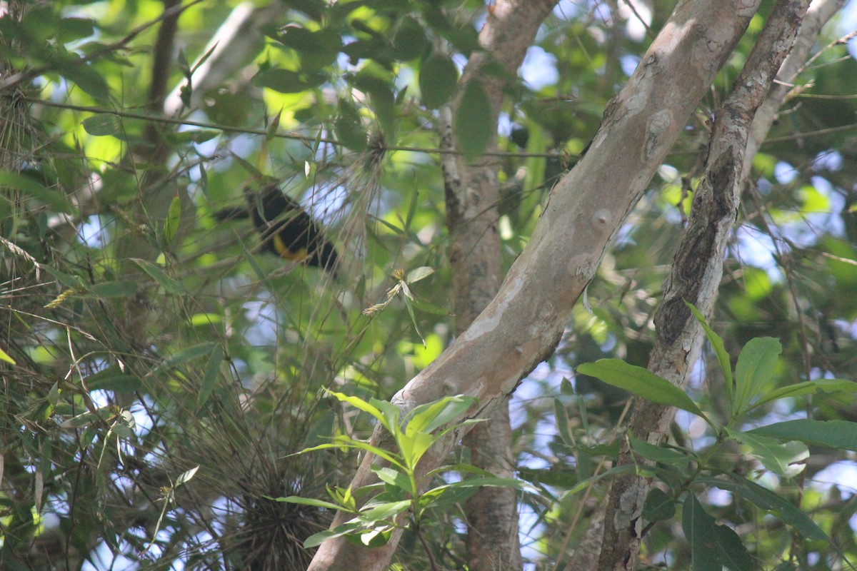 Bar-winged Oriole - ML622016994