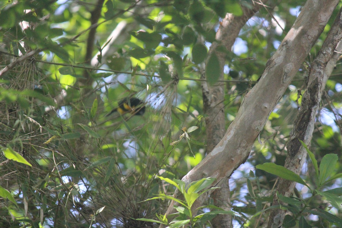 Oriole unifascié - ML622016996