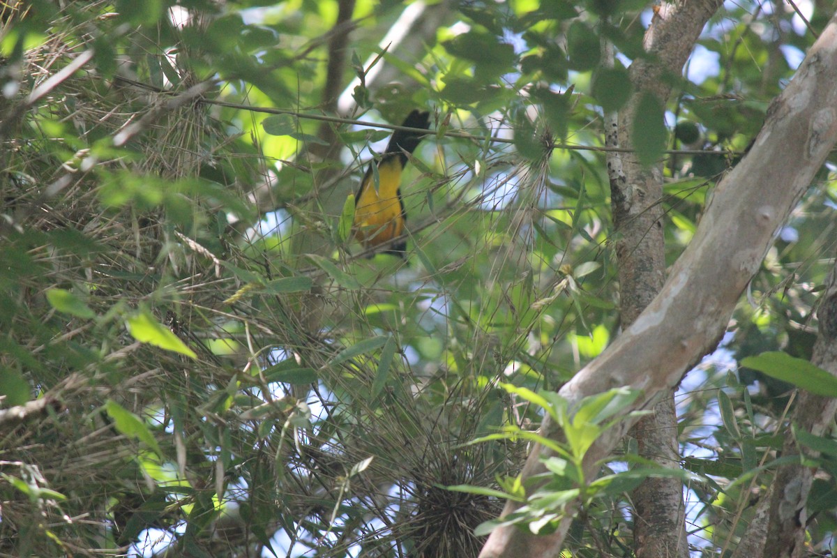 Oriole unifascié - ML622016997