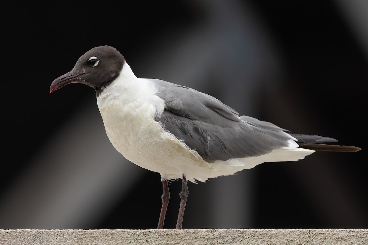 Laughing Gull - ML622017048