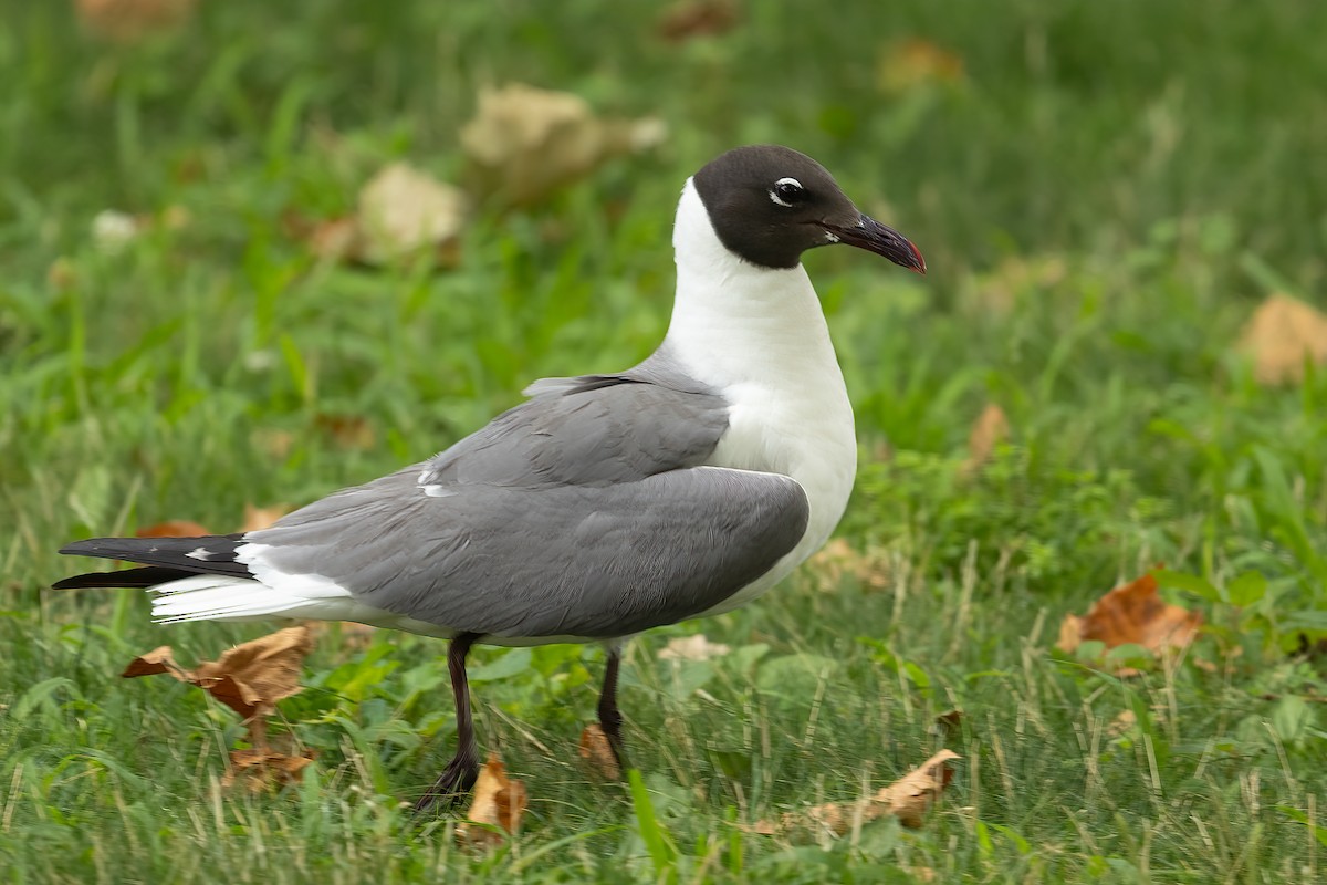 Laughing Gull - ML622017049