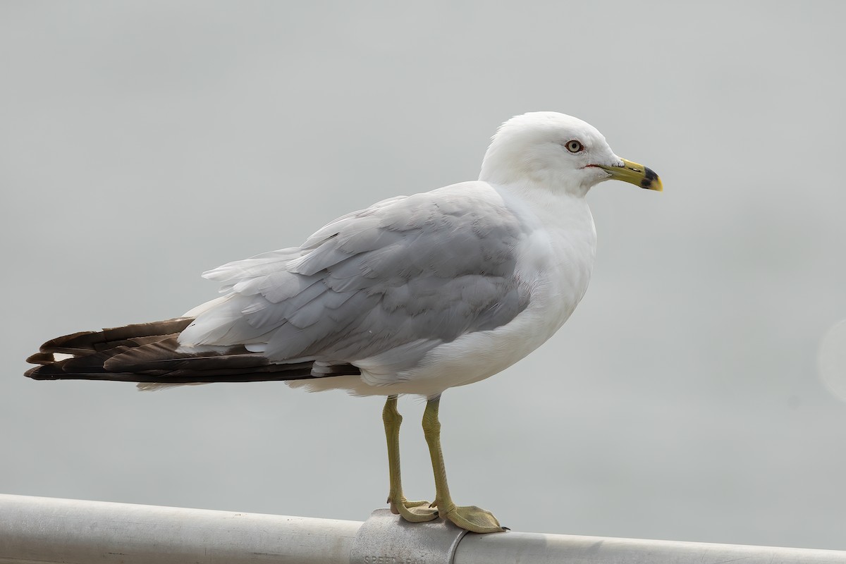 Ring-billed Gull - ML622017065