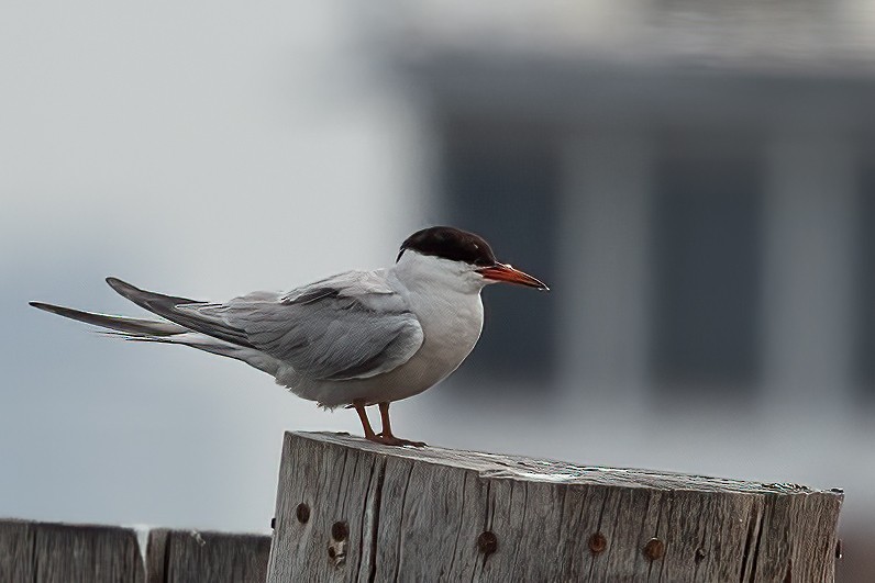 Common Tern - ML622017084