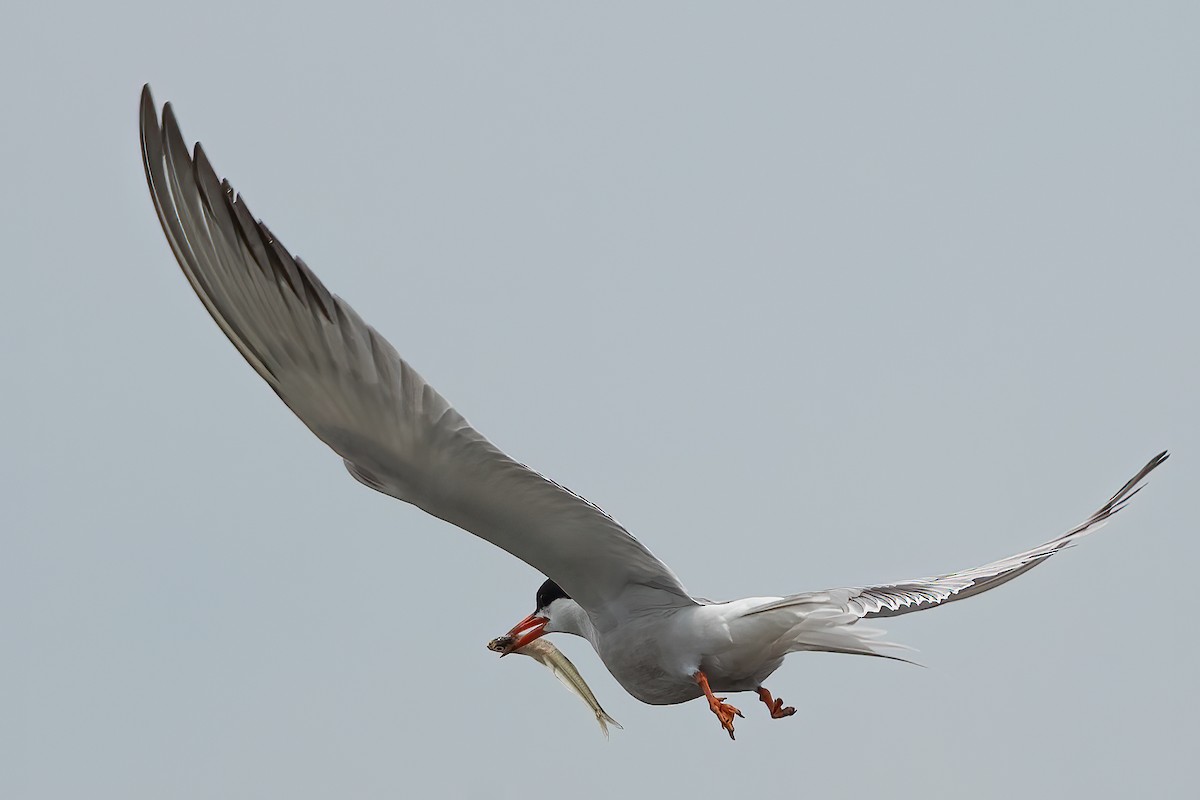 Common Tern - ML622017085