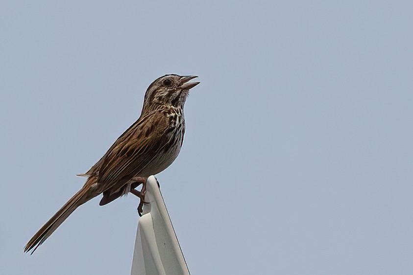 Song Sparrow - ML622017093