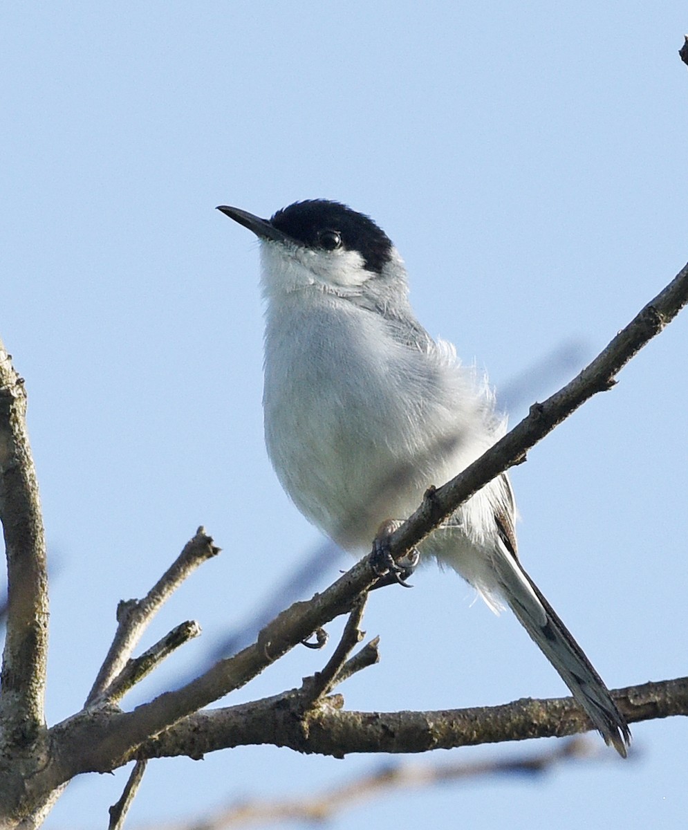 Yucatan Gnatcatcher - Steven Mlodinow