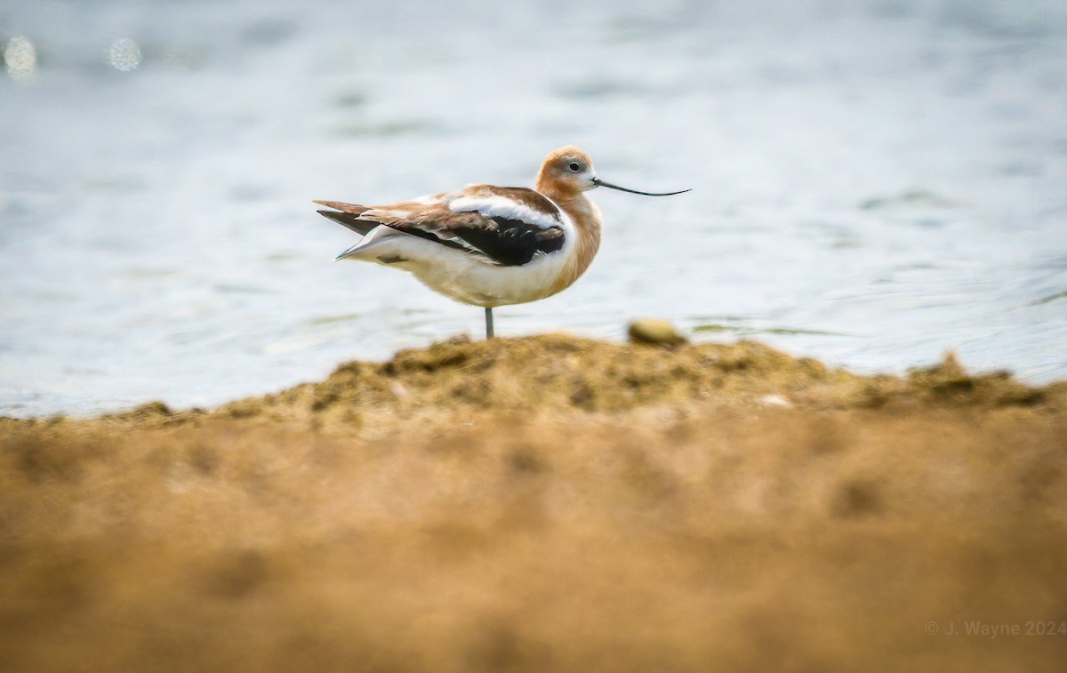 American Avocet - ML622017284