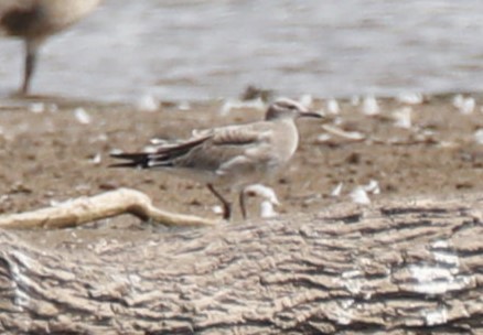 Laughing Gull - ML622017355