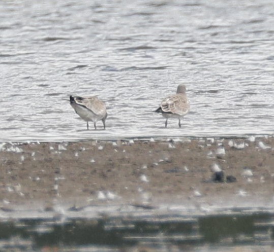 Laughing Gull - ML622017356