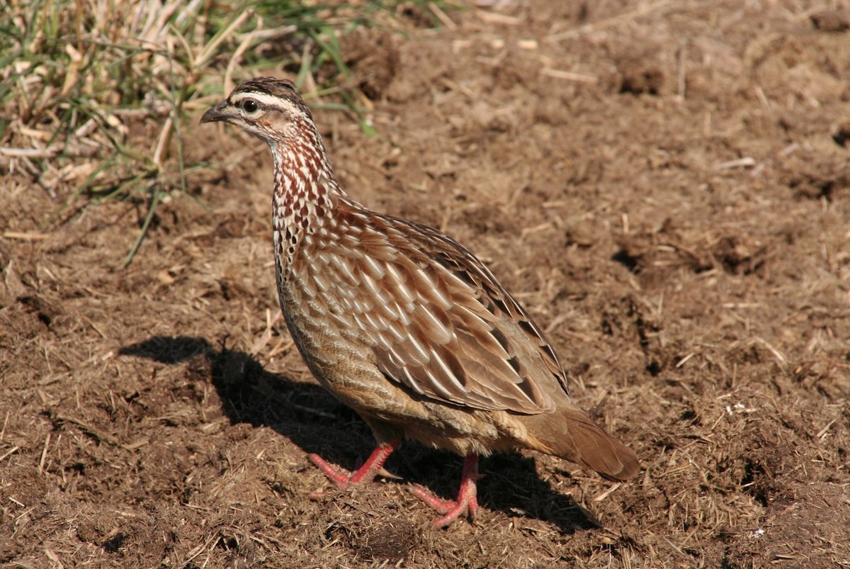 Crested Francolin - ML622017597