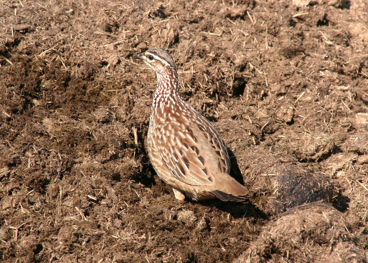 Crested Francolin - ML622017598