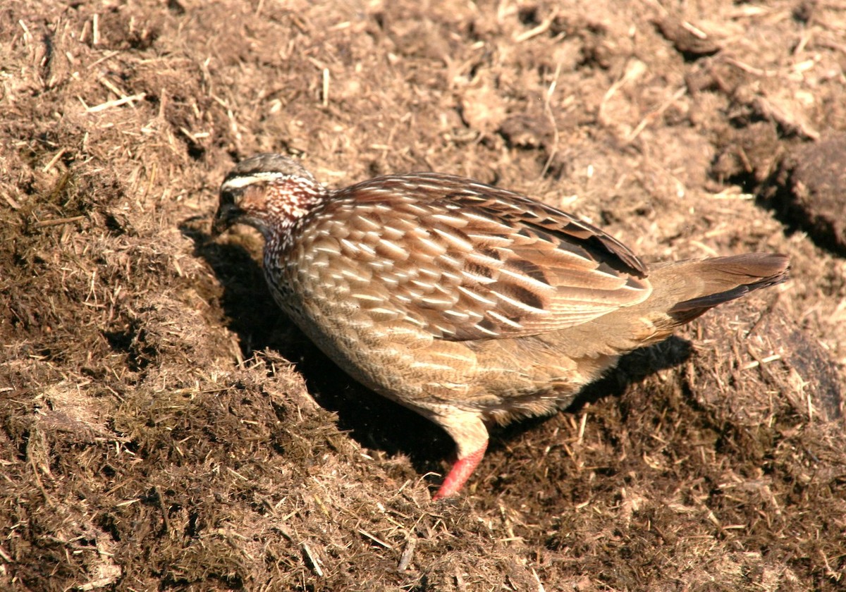 Crested Francolin - ML622017599