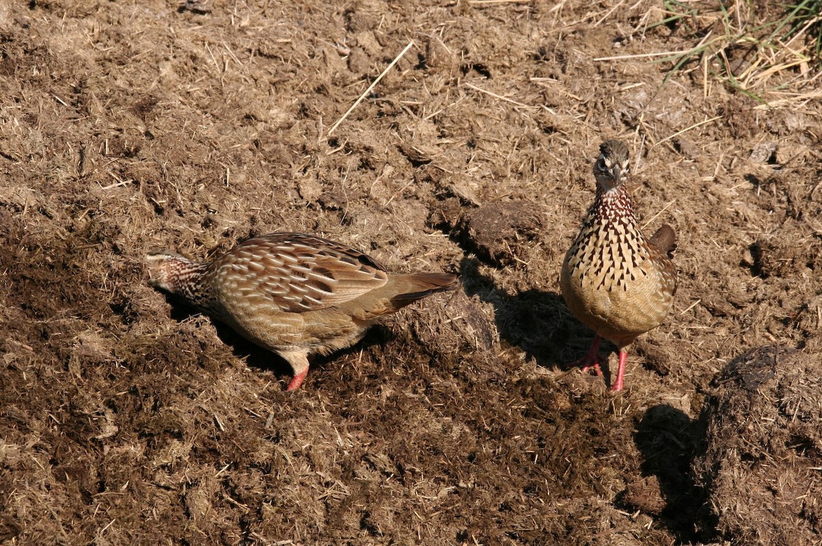 Crested Francolin - ML622017600