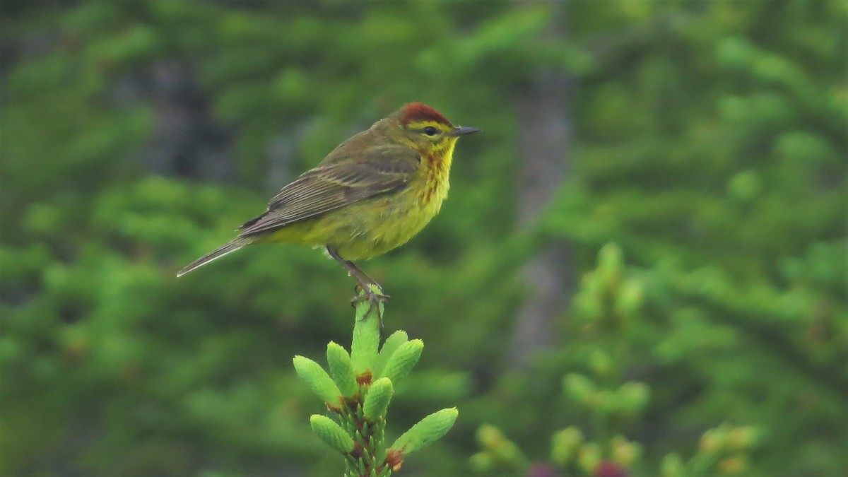 Palm Warbler - Barry Day