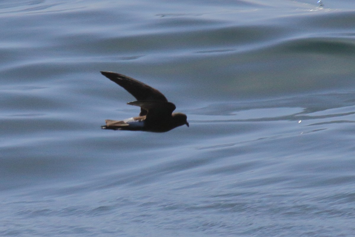 Wilson's Storm-Petrel - Fabio Olmos
