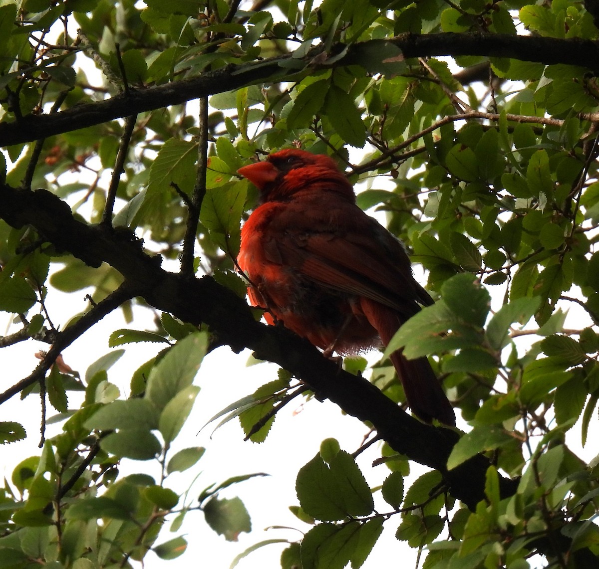 Northern Cardinal - ML622017719