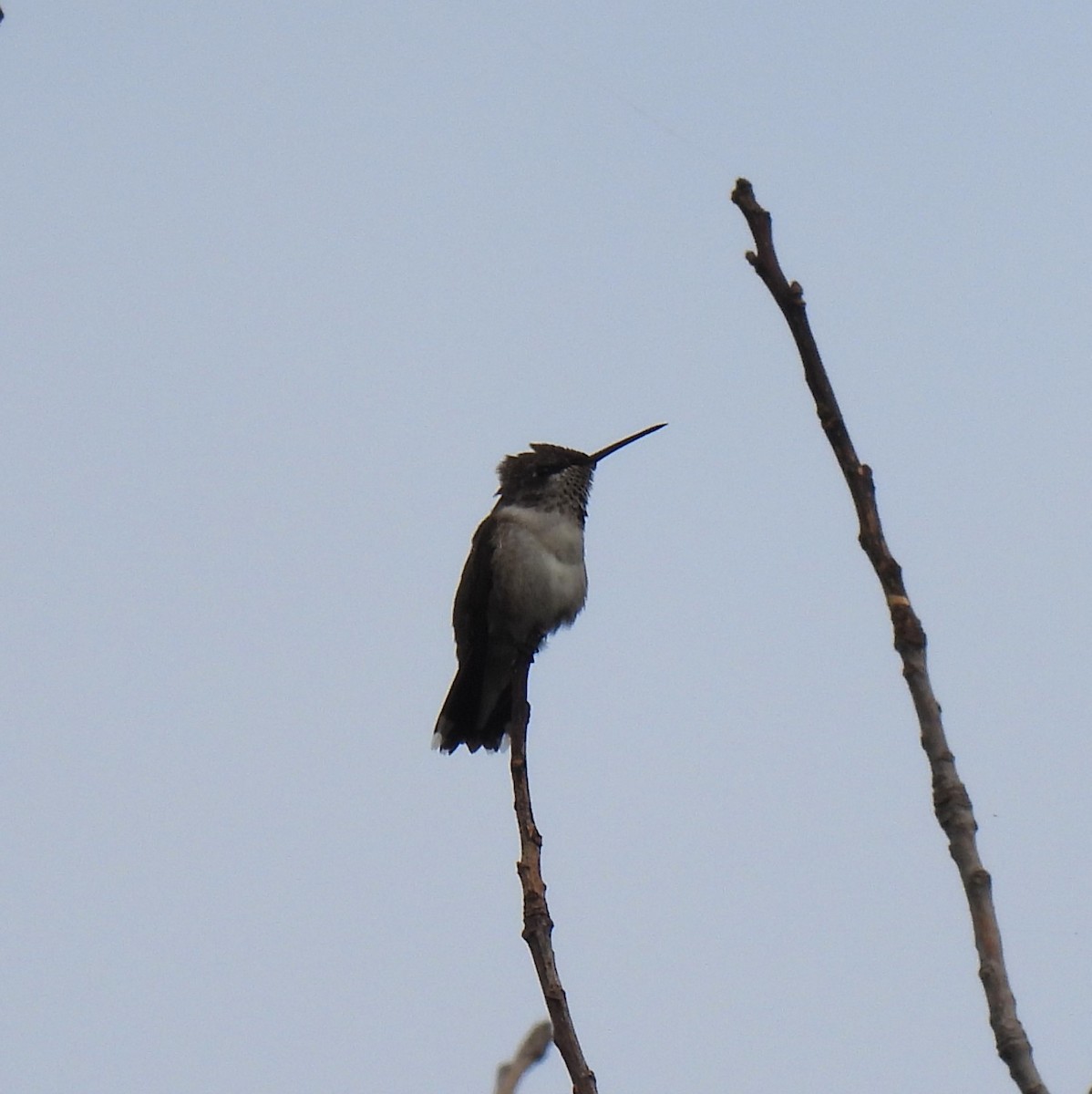 Ruby-throated Hummingbird - ML622017732