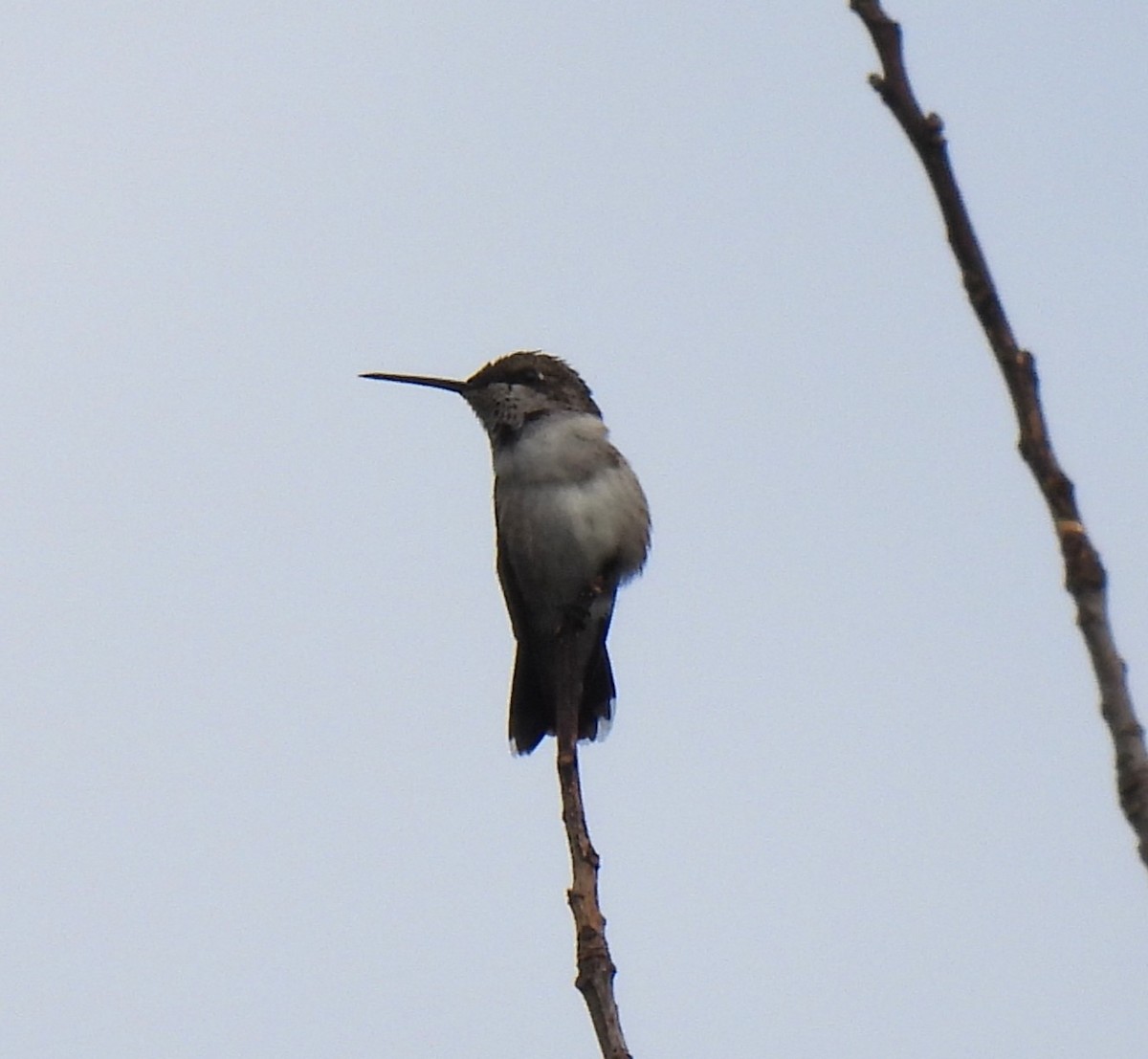 Ruby-throated Hummingbird - Shelia Hargis