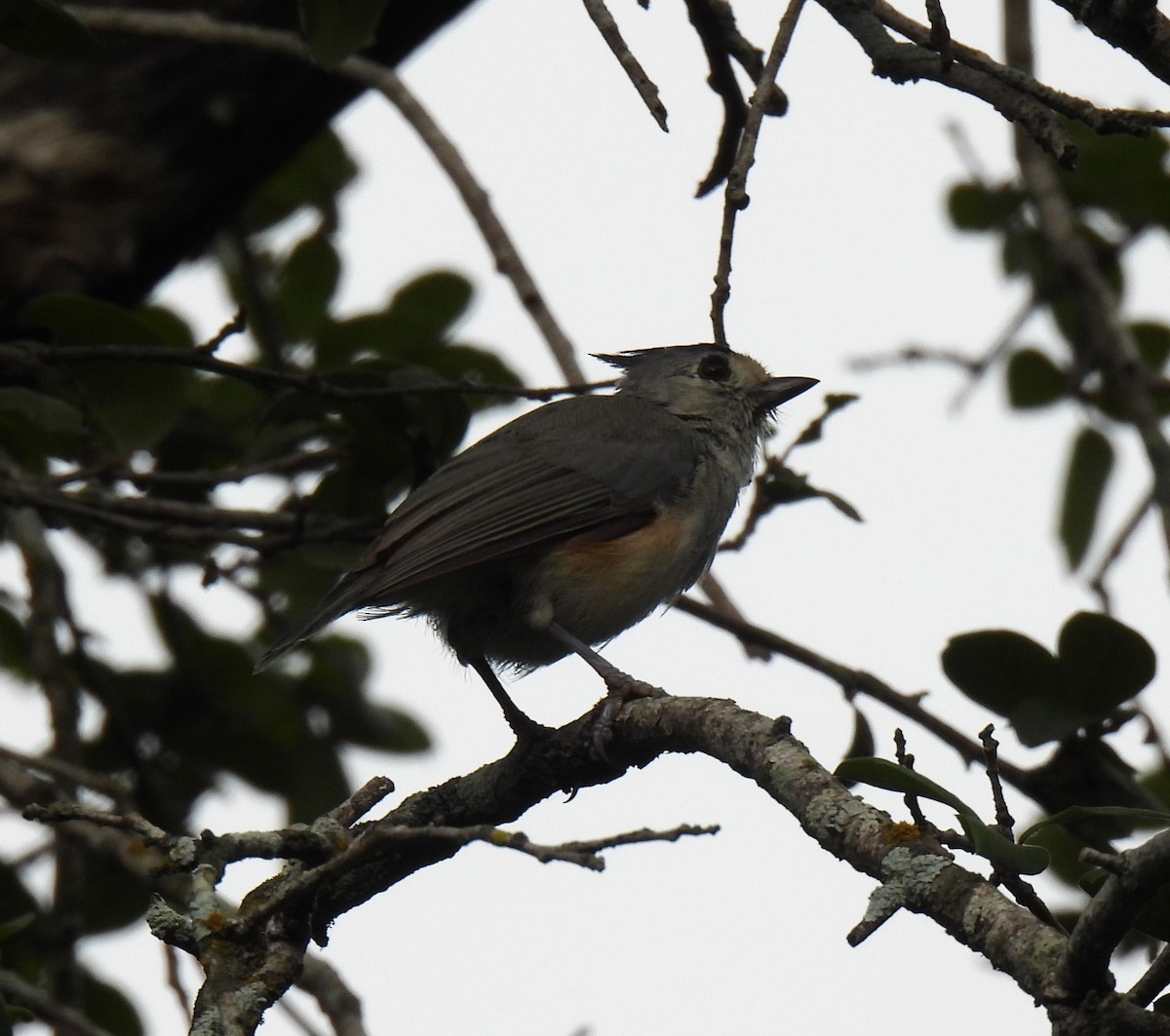 Tufted x Black-crested Titmouse (hybrid) - ML622017736
