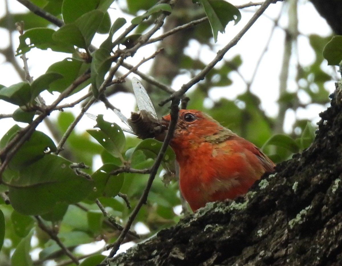 Summer Tanager - ML622017737