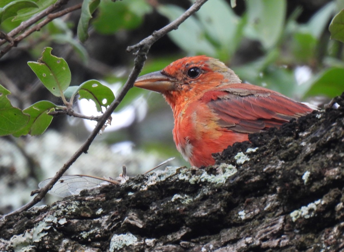 Summer Tanager - ML622017739