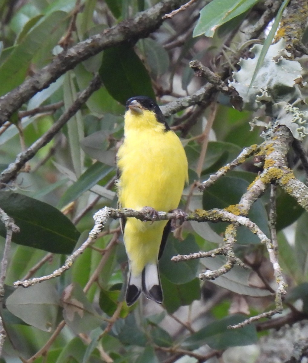Lesser Goldfinch - ML622017745