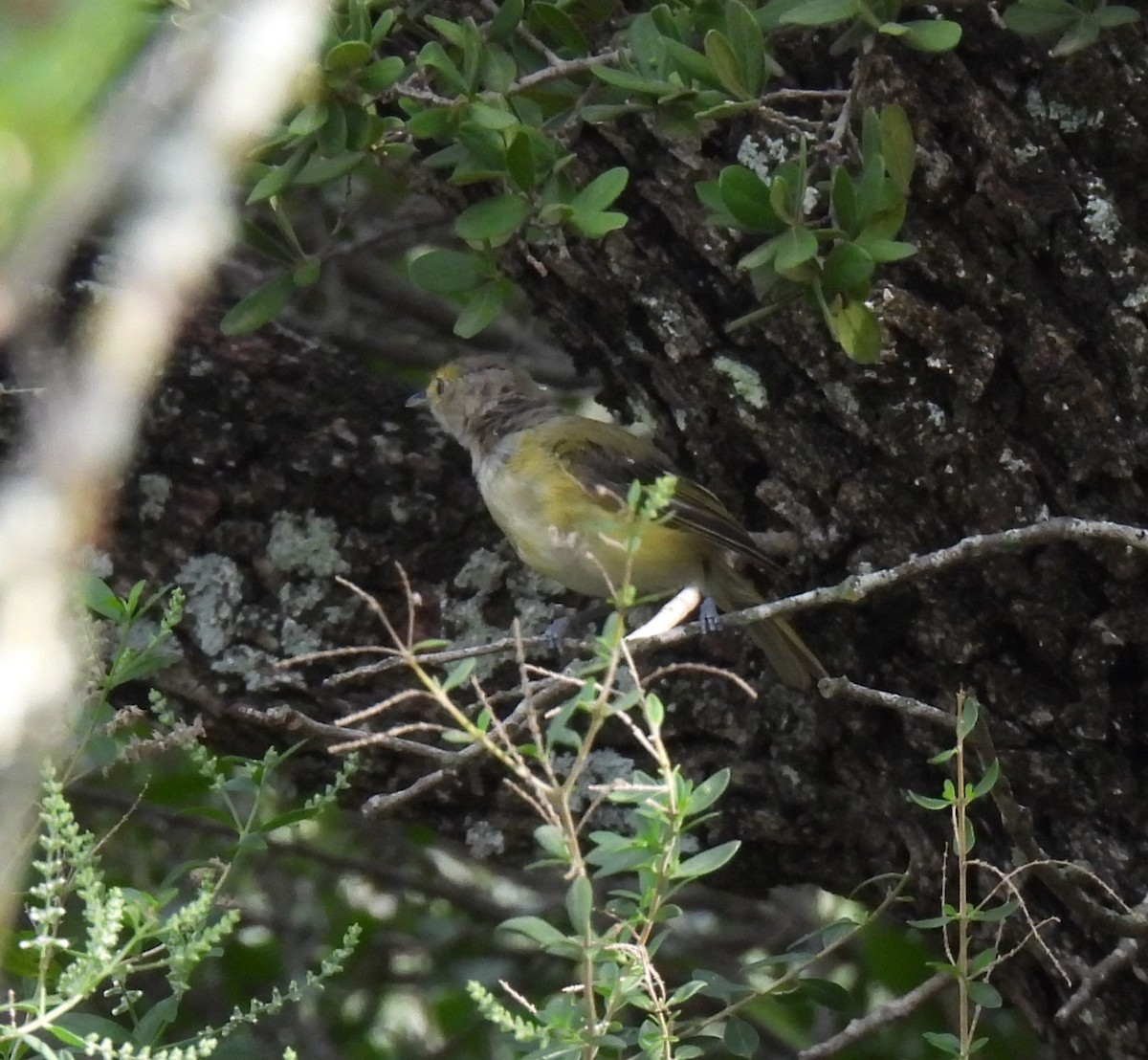 White-eyed Vireo - ML622017749