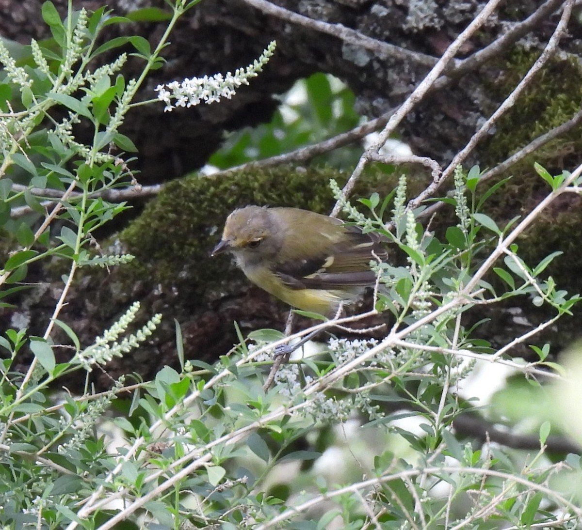 White-eyed Vireo - ML622017751