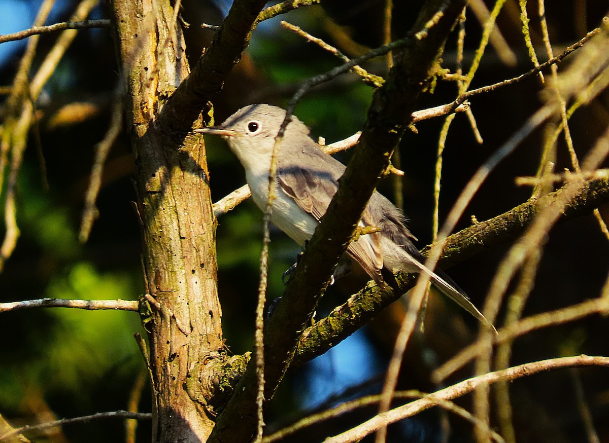 Blue-gray Gnatcatcher - ML622017773