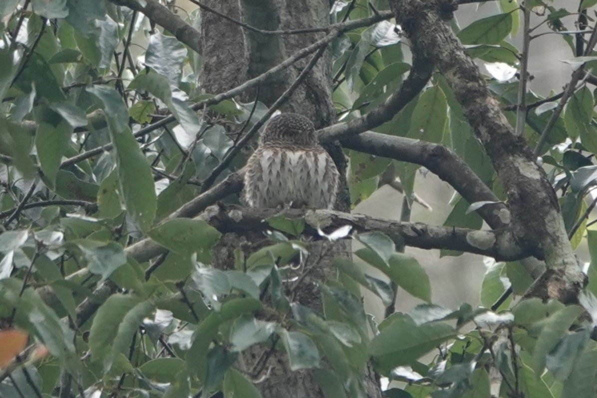 Collared Owlet - ML622017807