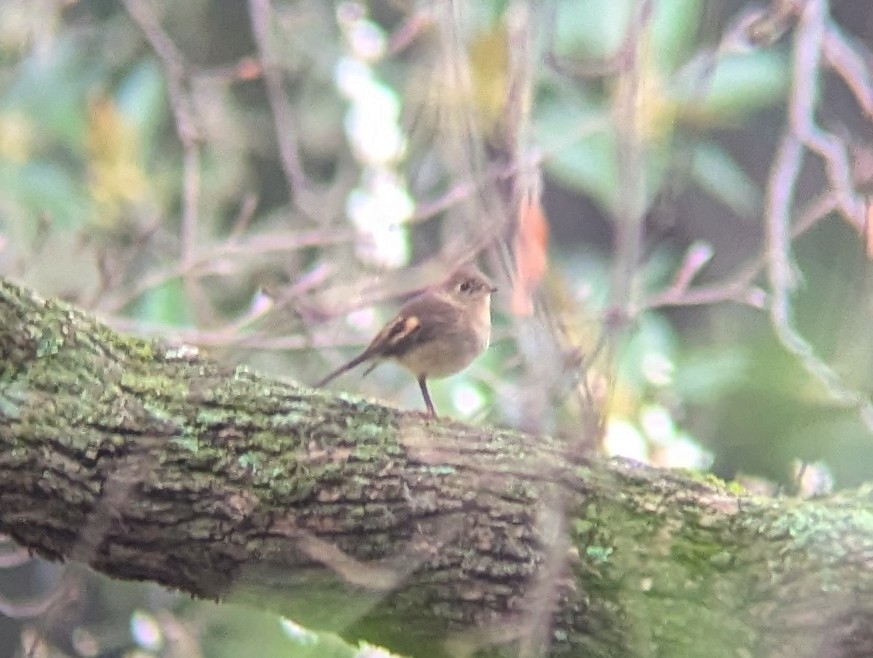 Pink Robin - ML622017837