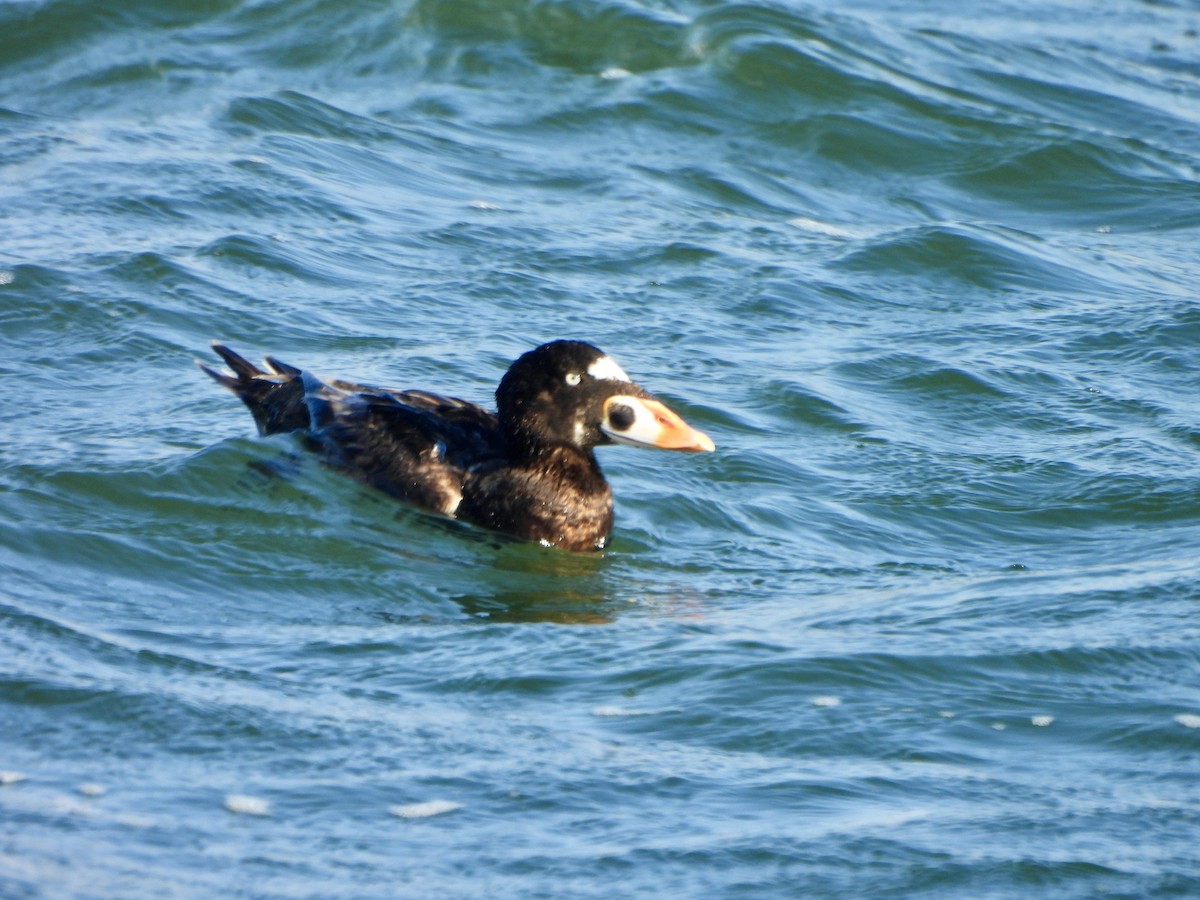 Surf Scoter - ML622017870