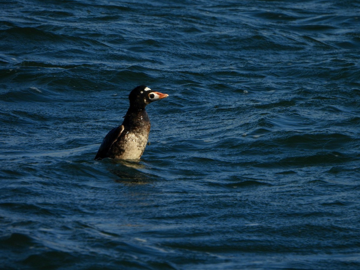 Surf Scoter - ML622017877