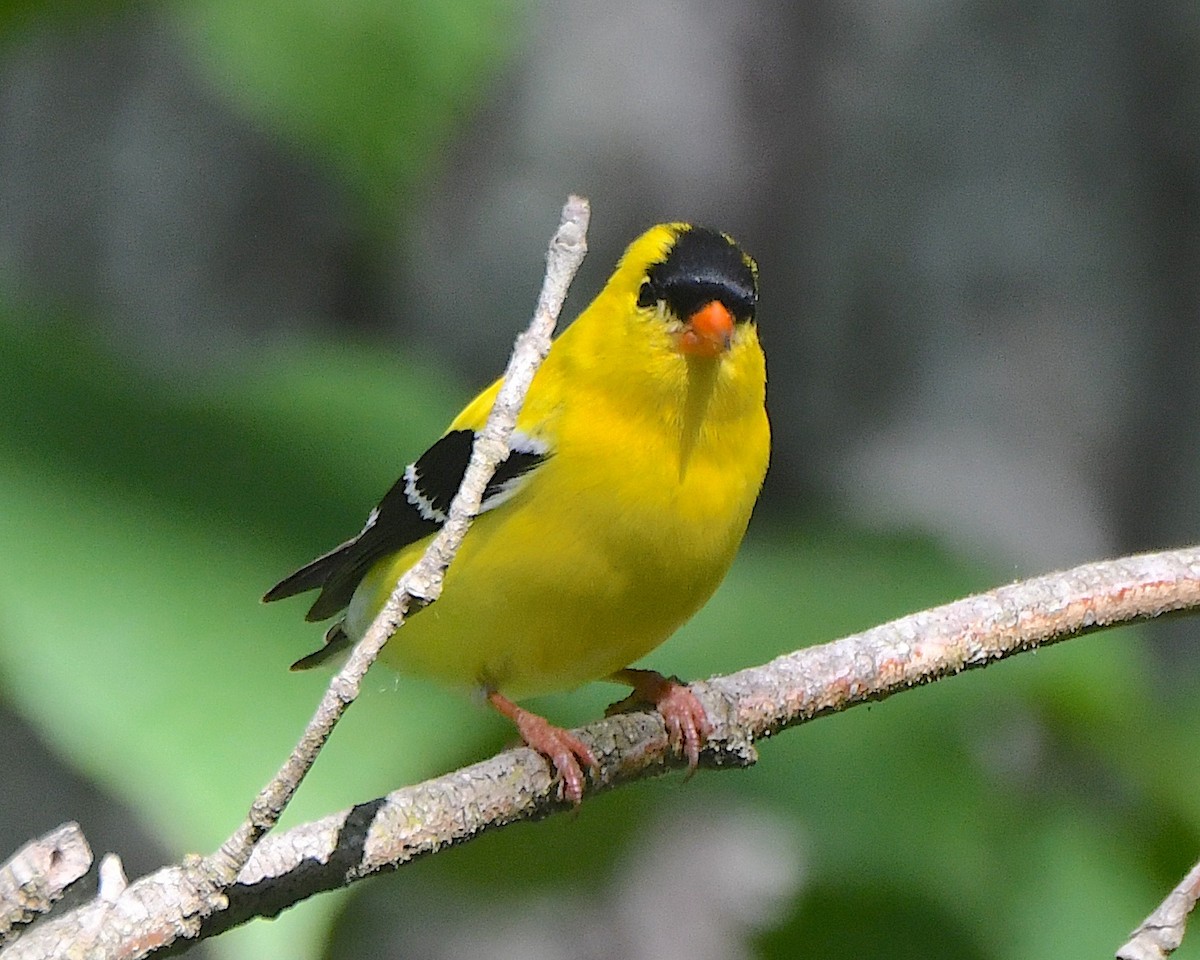 American Goldfinch - ML622017941