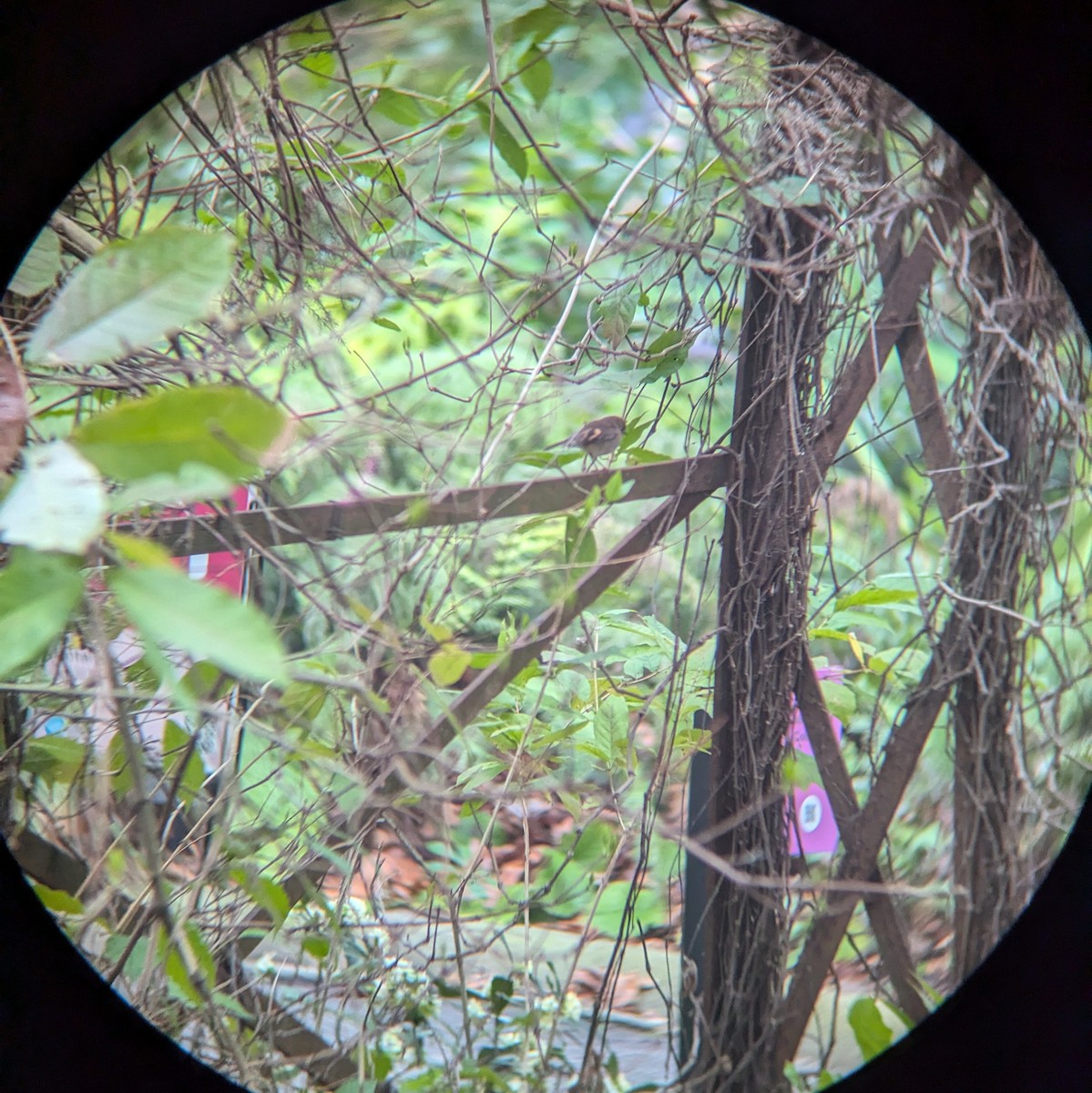 Pink Robin - ML622017947