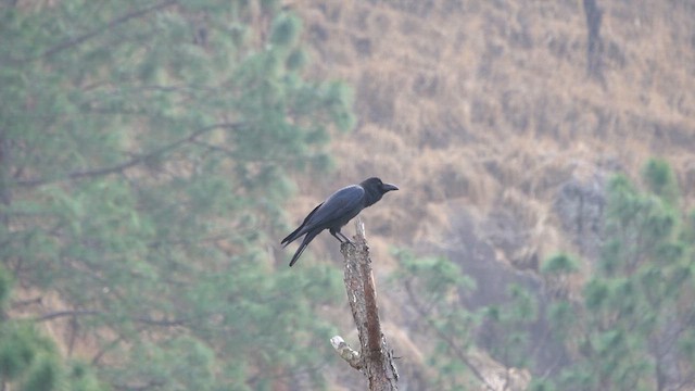 Large-billed Crow - ML622017973